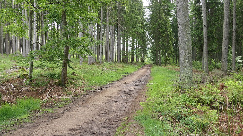Saar Hunsrueck Steig