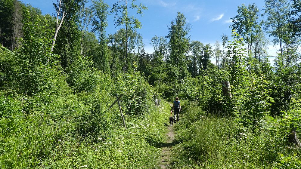 schluchtensteig