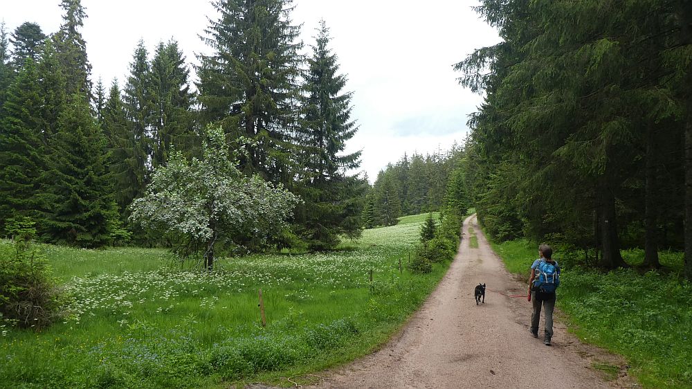 schluchtensteig