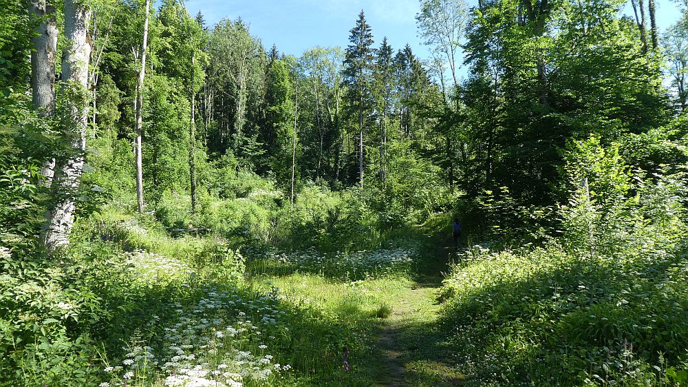 schluchtensteig