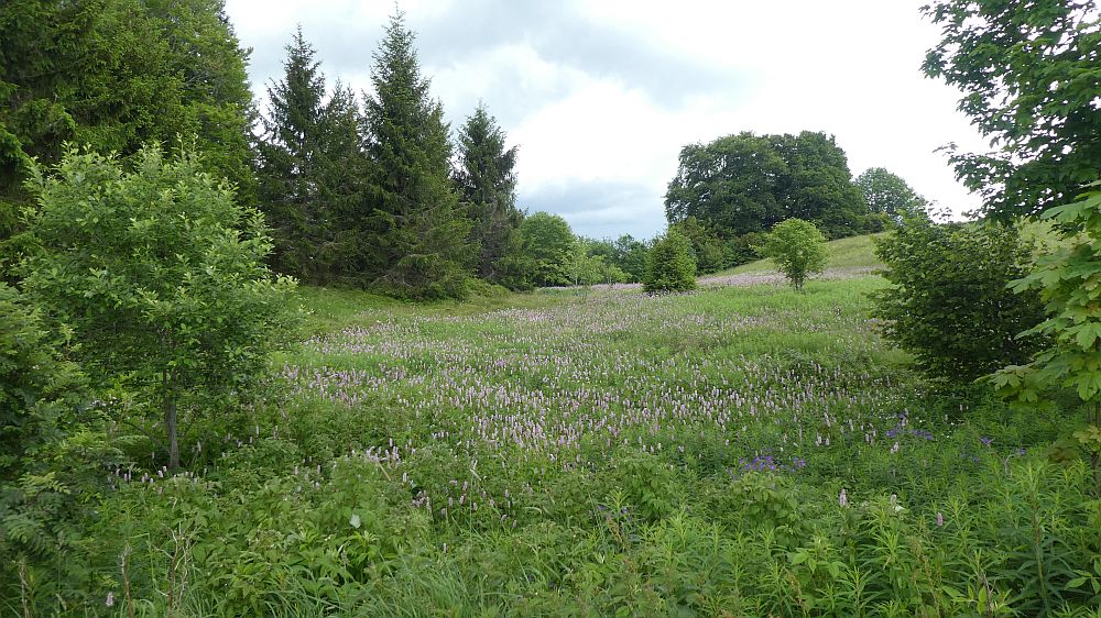 schluchtensteig
