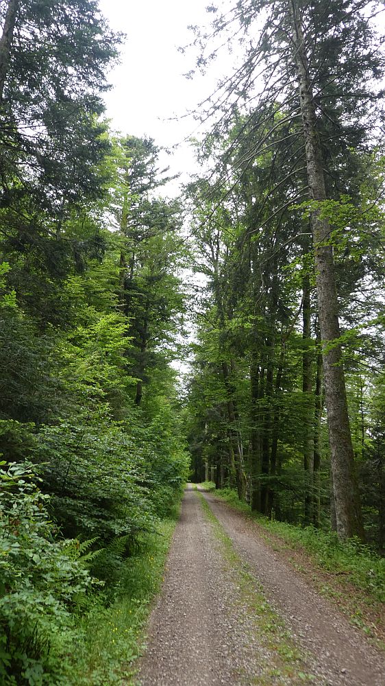 schluchtensteig