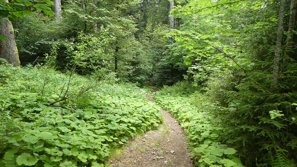 schluchtensteig