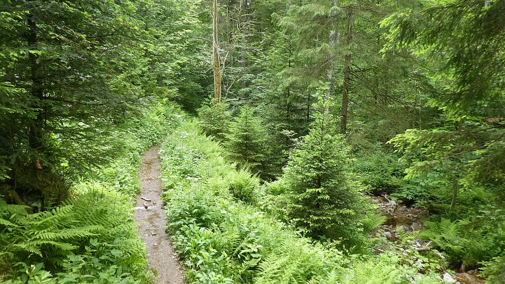 schluchtensteig