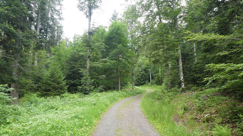 schluchtensteig