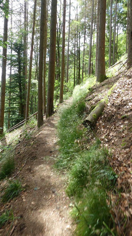 schluchtensteig