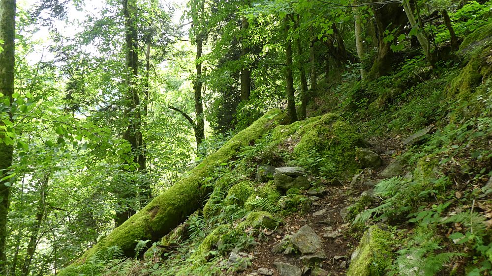 schluchtensteig
