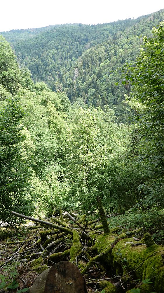 schluchtensteig