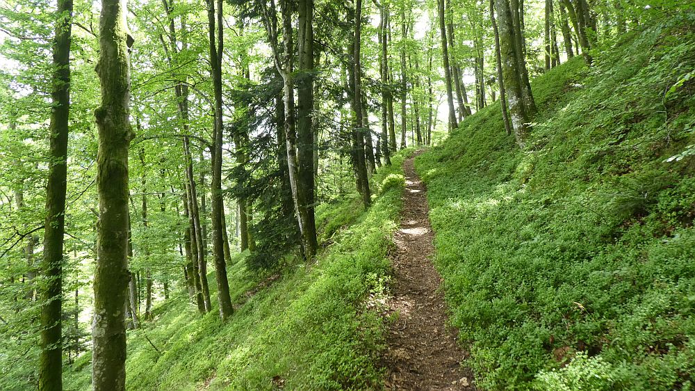 schluchtensteig