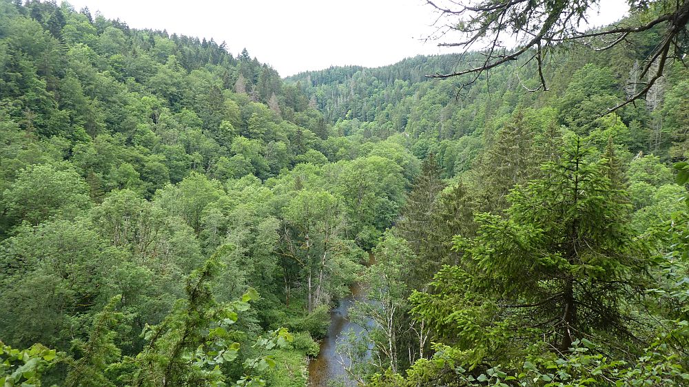 schluchtensteig