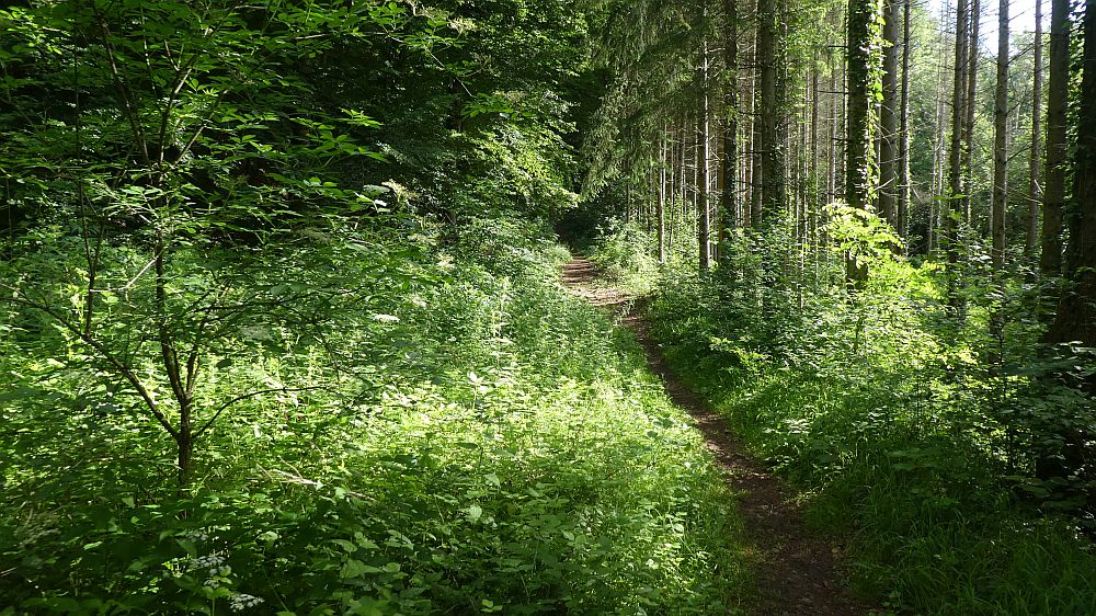 schluchtensteig