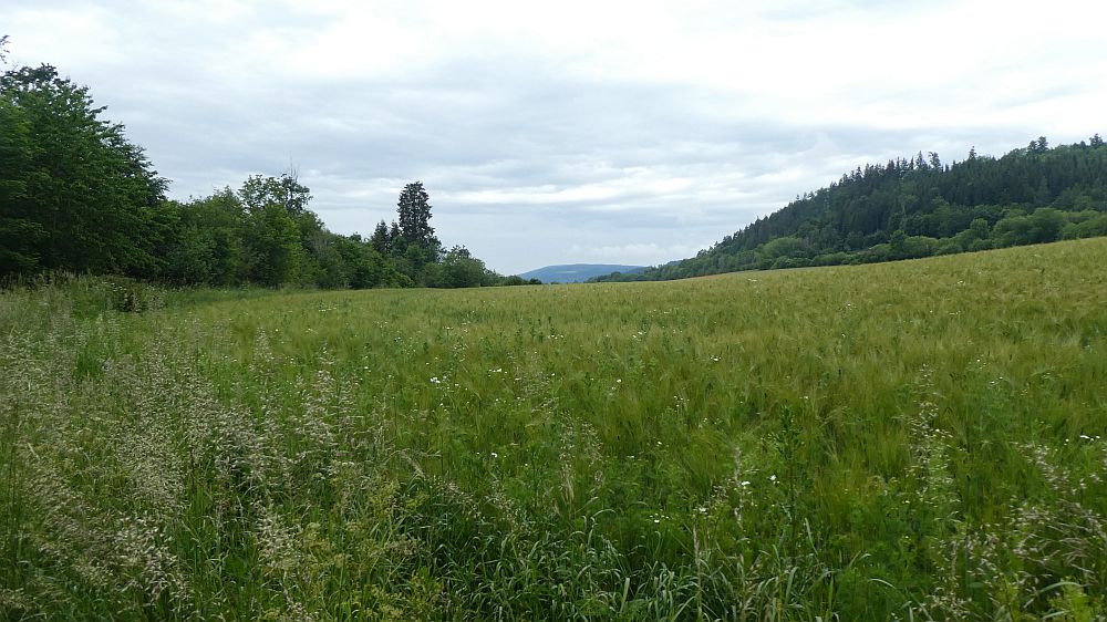 schluchtensteig