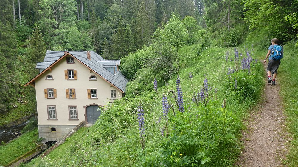schluchtensteig