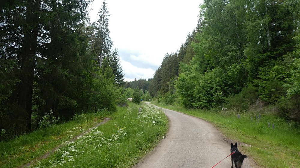 schluchtensteig