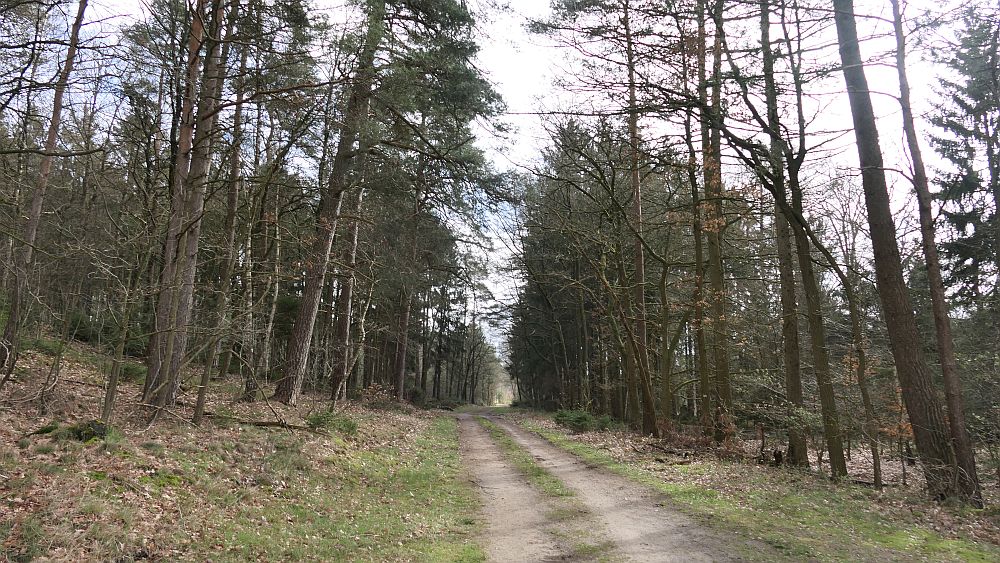 Heidschnuckenweg