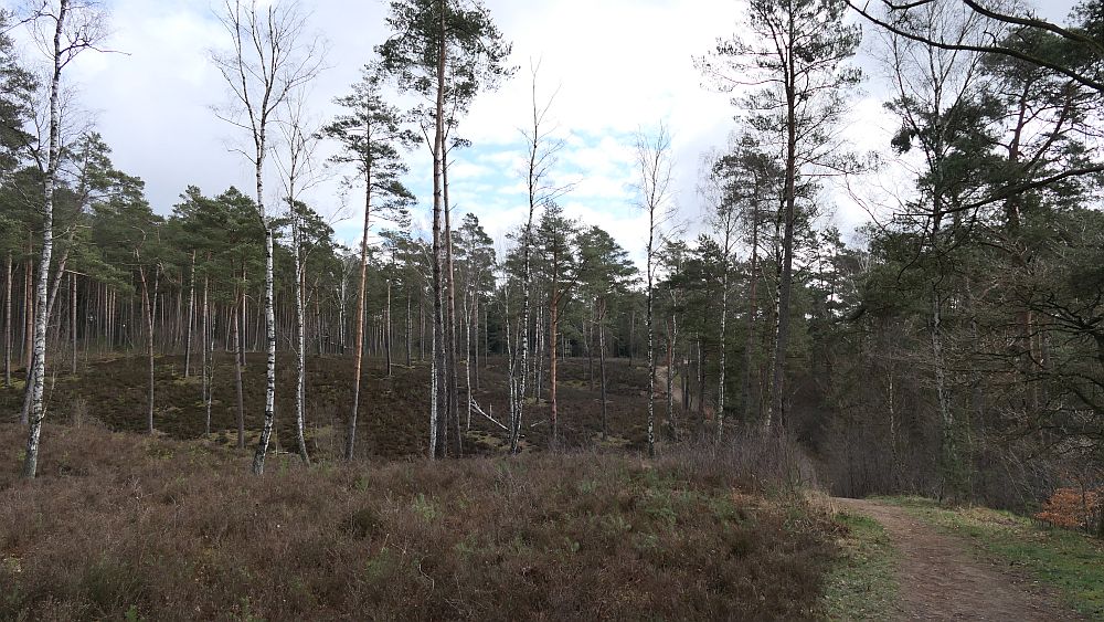 Heidschnuckenweg