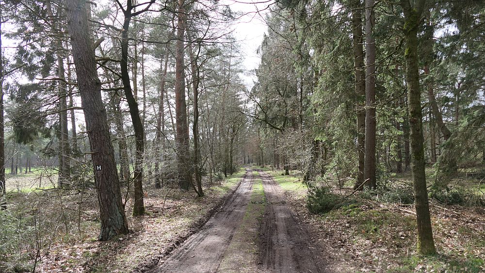 Heidschnuckenweg