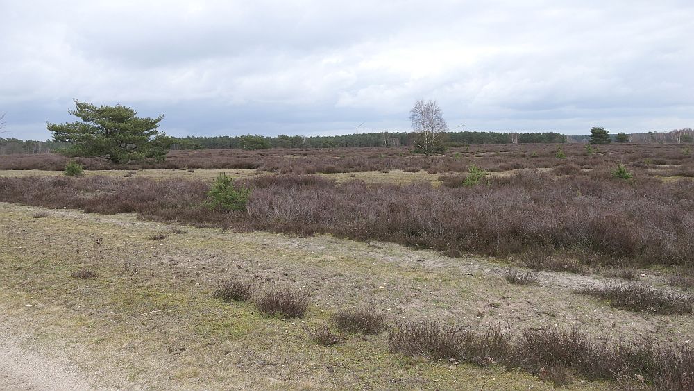 Heidschnuckenweg