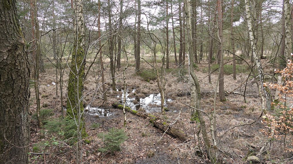 Heidschnuckenweg