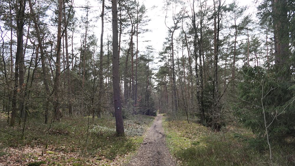 Heidschnuckenweg