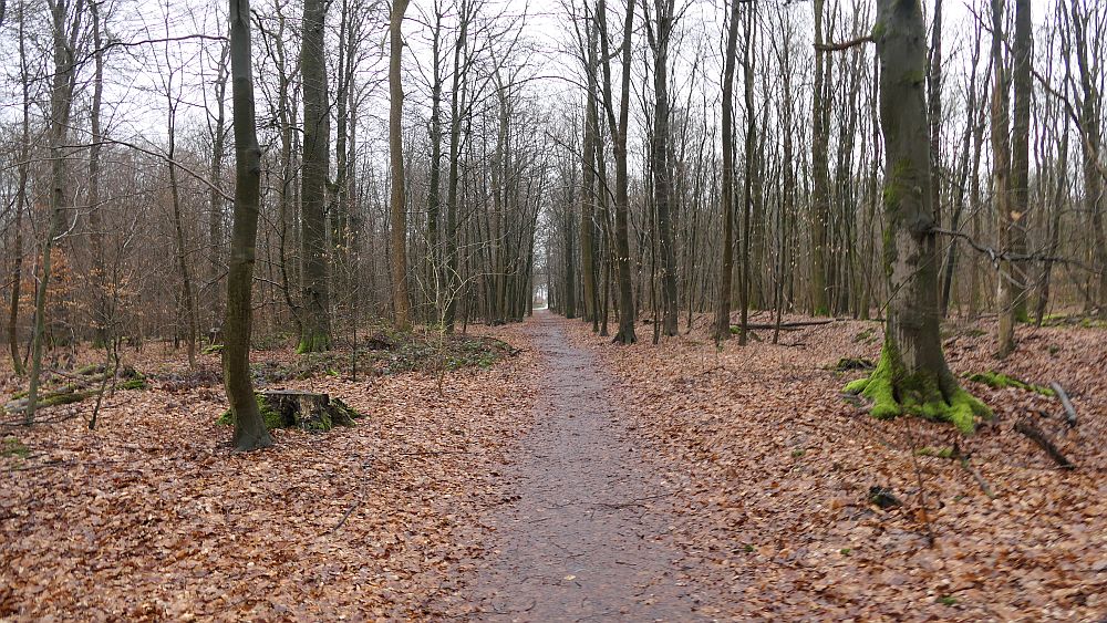 Heidschnuckenweg