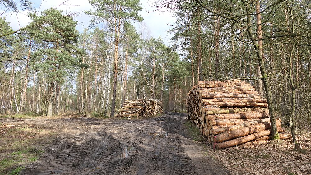 Heidschnuckenweg