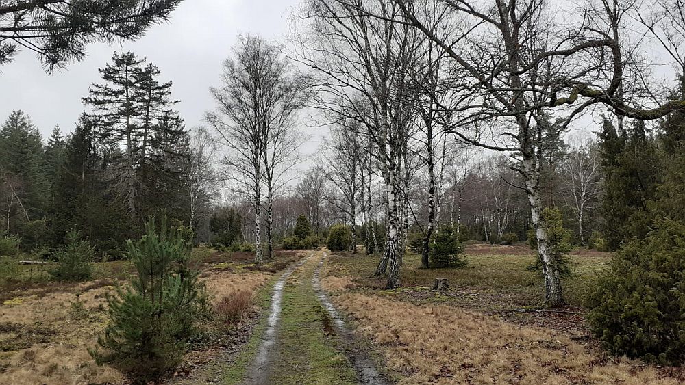 Heidschnuckenweg