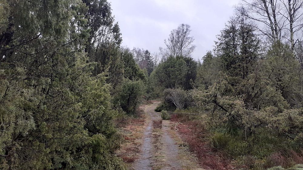 Heidschnuckenweg
