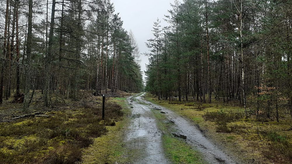 Heidschnuckenweg
