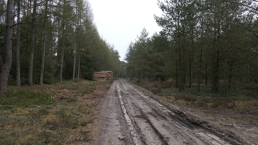 Heidschnuckenweg