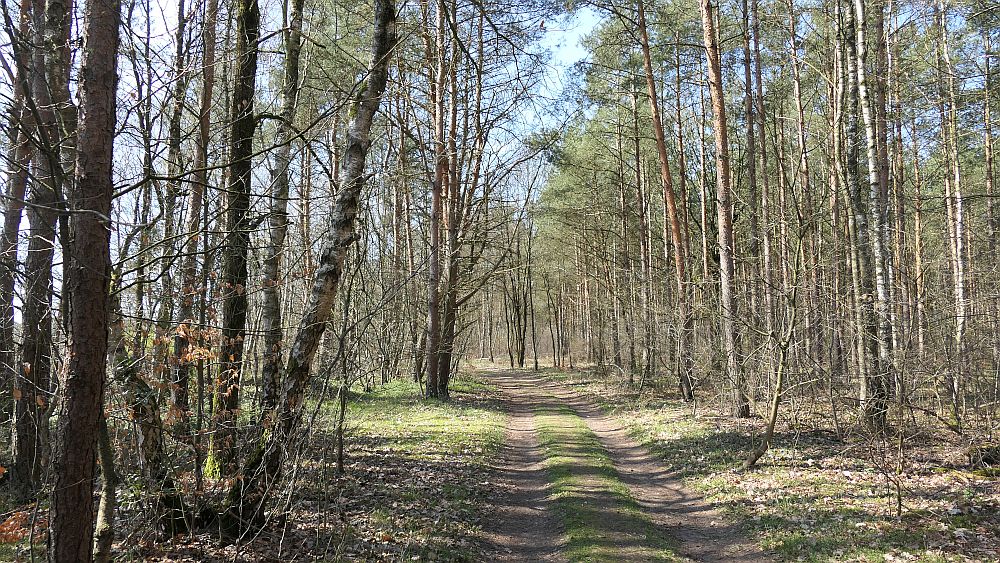 Heidschnuckenweg