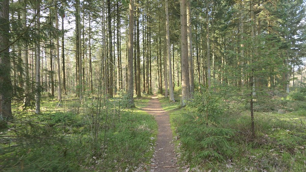 Heidschnuckenweg