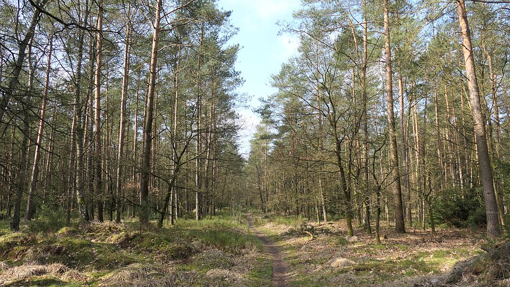 Heidschnuckenweg