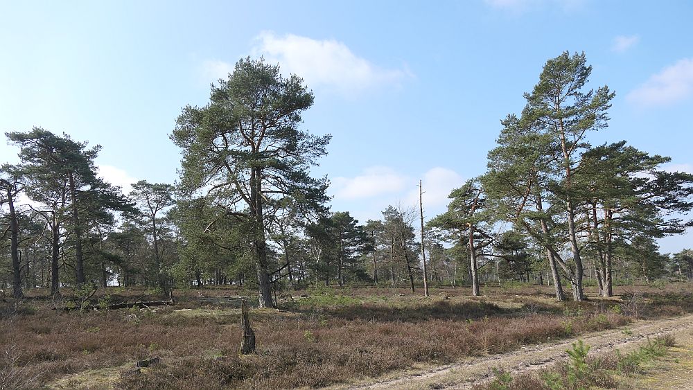Heidschnuckenweg