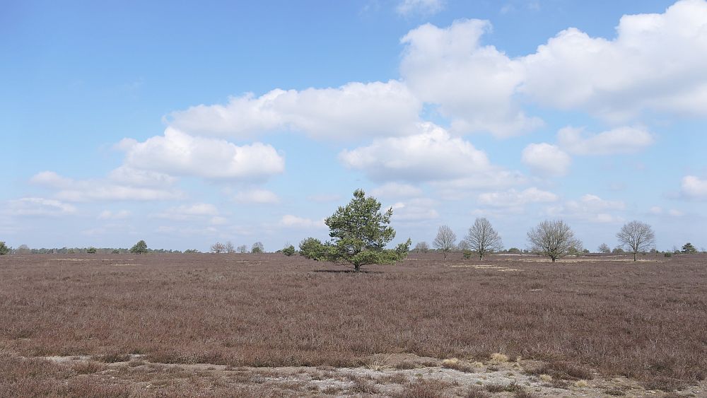 Heidschnuckenweg