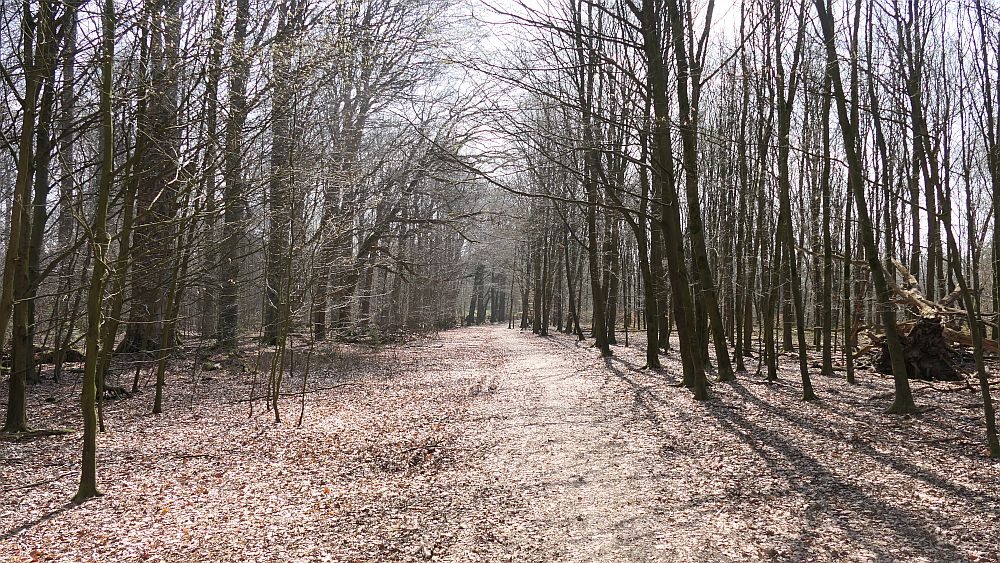 Heidschnuckenweg