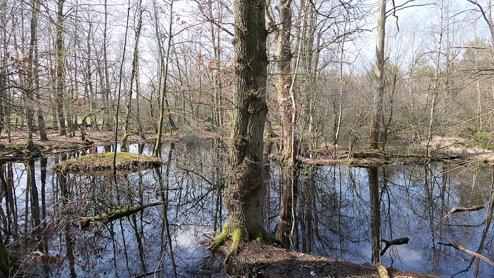 Heidschnuckenweg