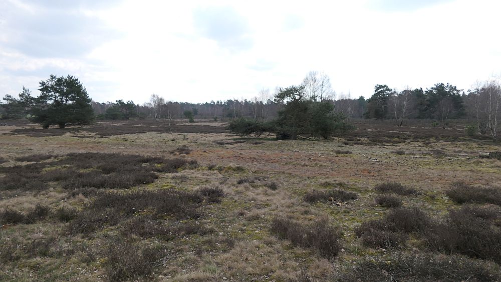 Heidschnuckenweg