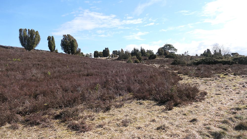 Heidschnuckenweg