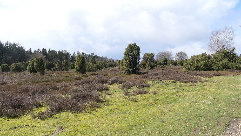 Heidschnuckenweg