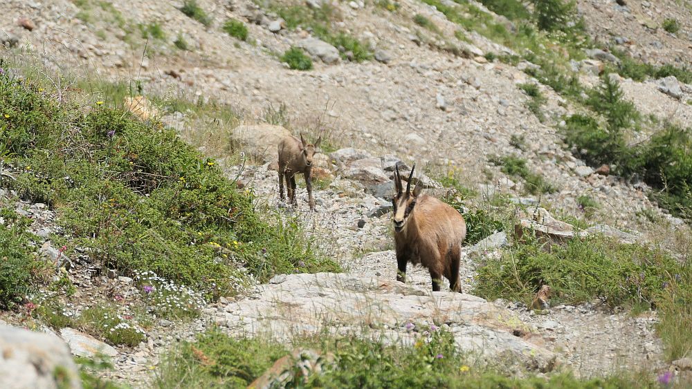 Ailefroide zum Refuge Sele