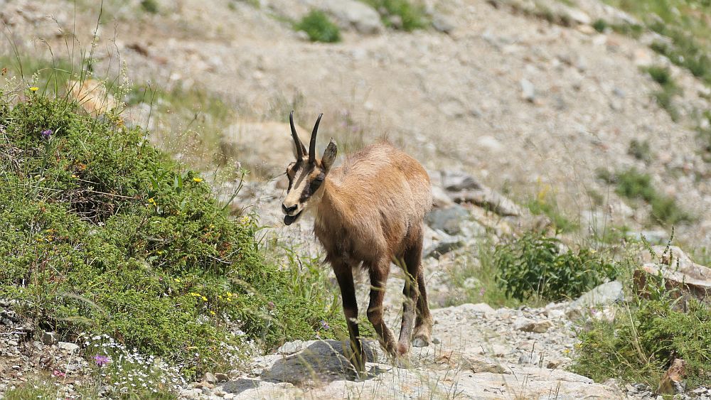 Ailefroide zum Refuge Sele