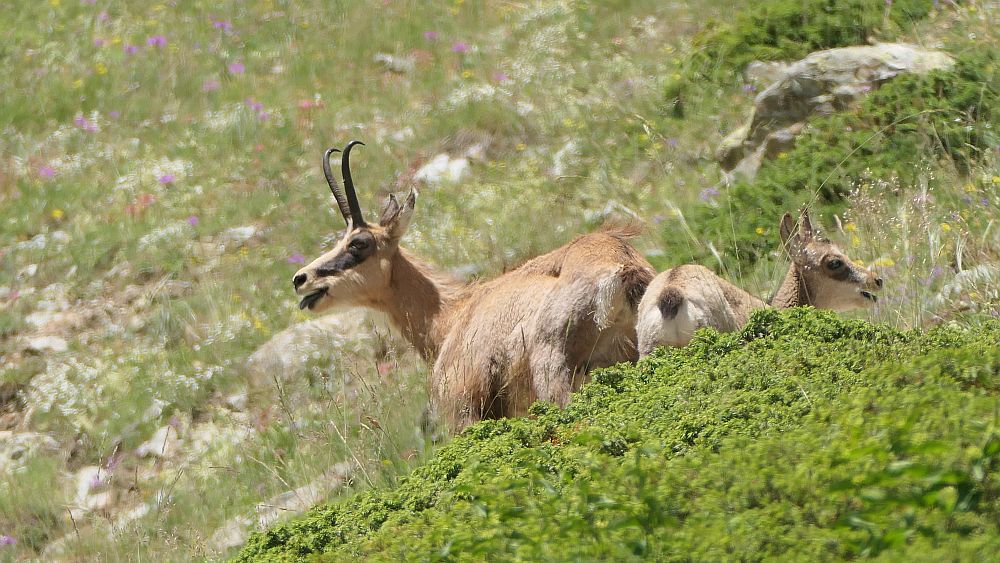 Ailefroide zum Refuge Sele