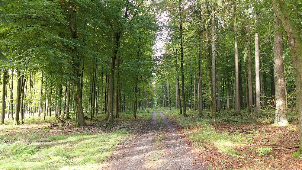 sintfeldhoehenweg