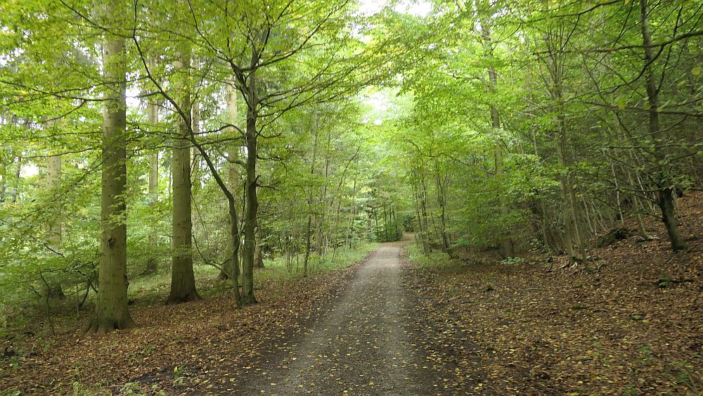 sintfeldhoehenweg