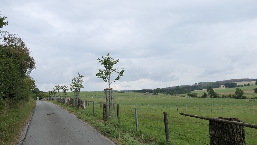 sintfeldhoehenweg