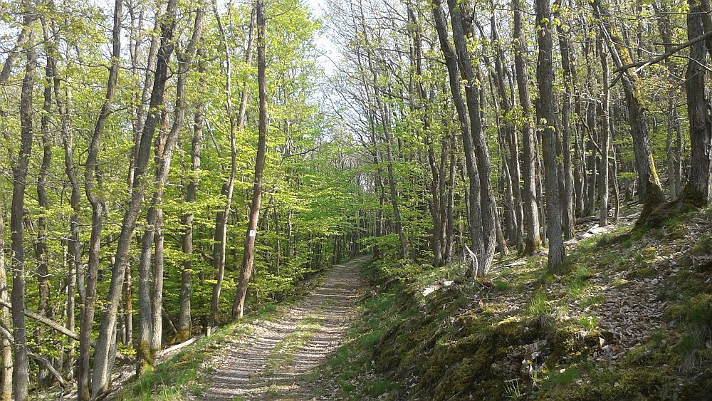 Soonwaldsteig