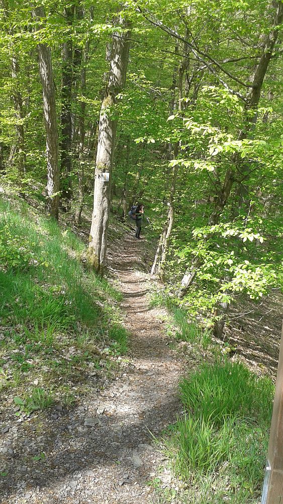 Soonwaldsteig