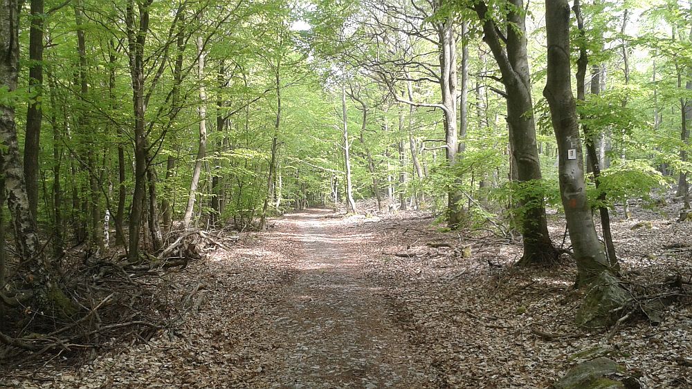 Soonwaldsteig