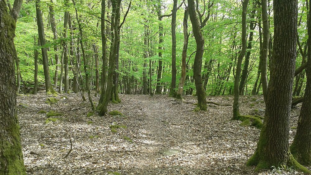 Soonwaldsteig